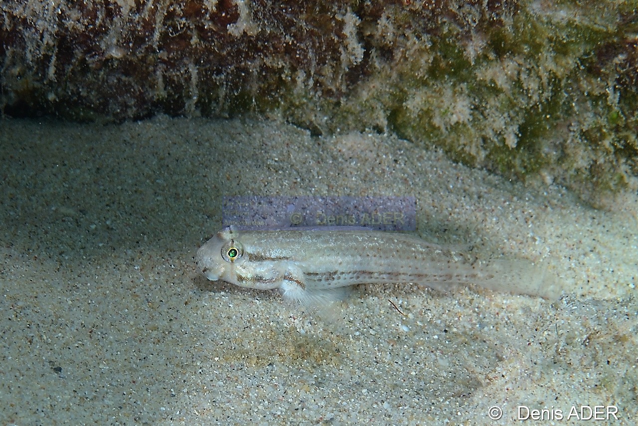 Coryphopterus dicrus-Bonaire Coco Beach-11m-20180217-Denis-ADER-DSC_6344_tn.jpg